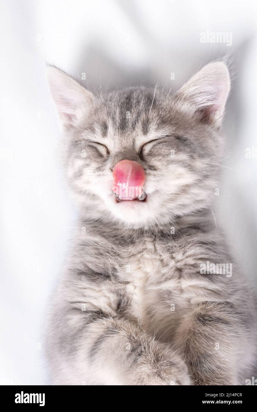 A gray striped little kitten licks its nose with its tongue on a white blanket. The little