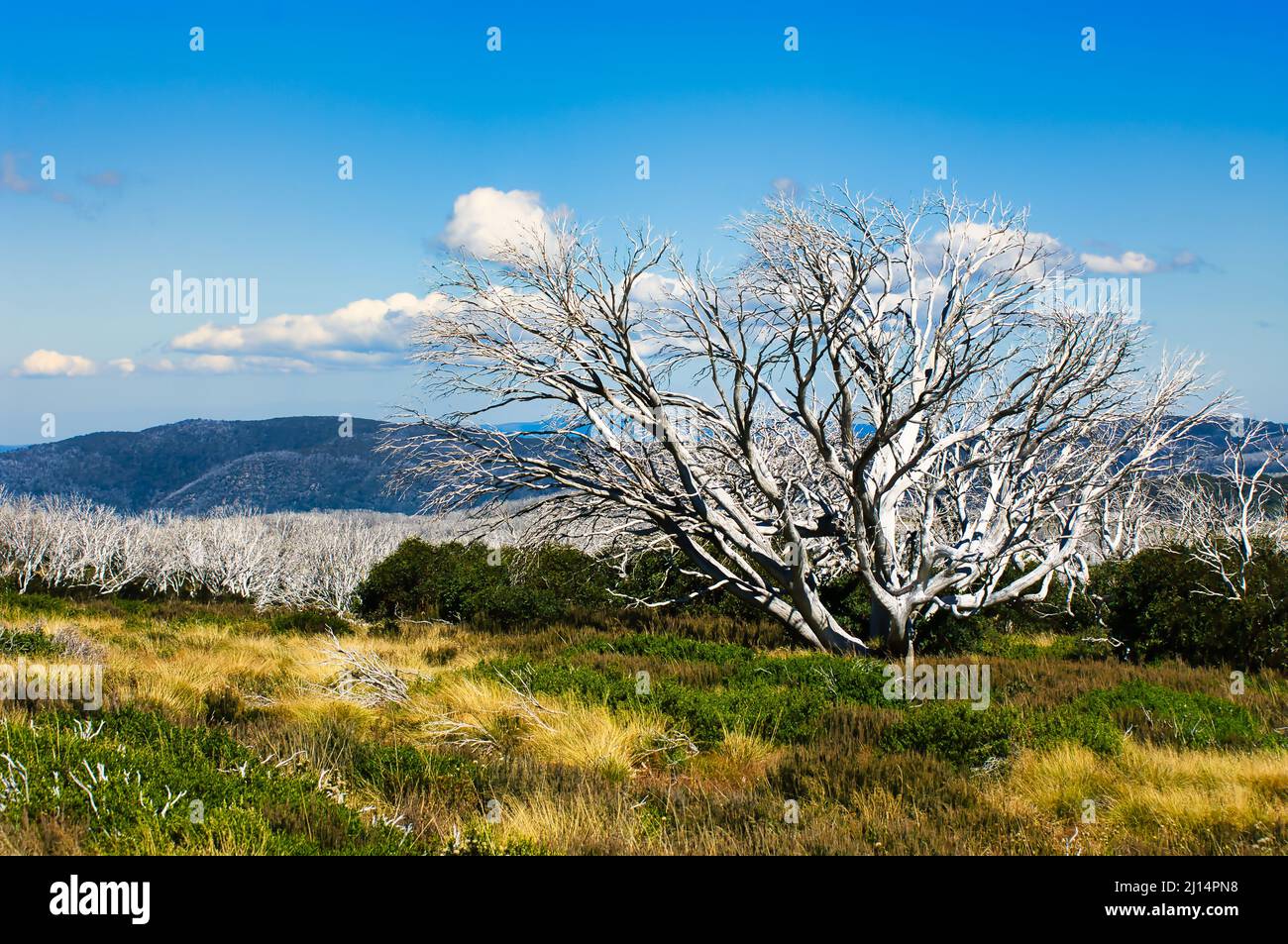 Australian mountain forest, a few years after a devastating wildfire. Dead trees bleached white. Bogong High Plains, Victoria, Australia. Stock Photo