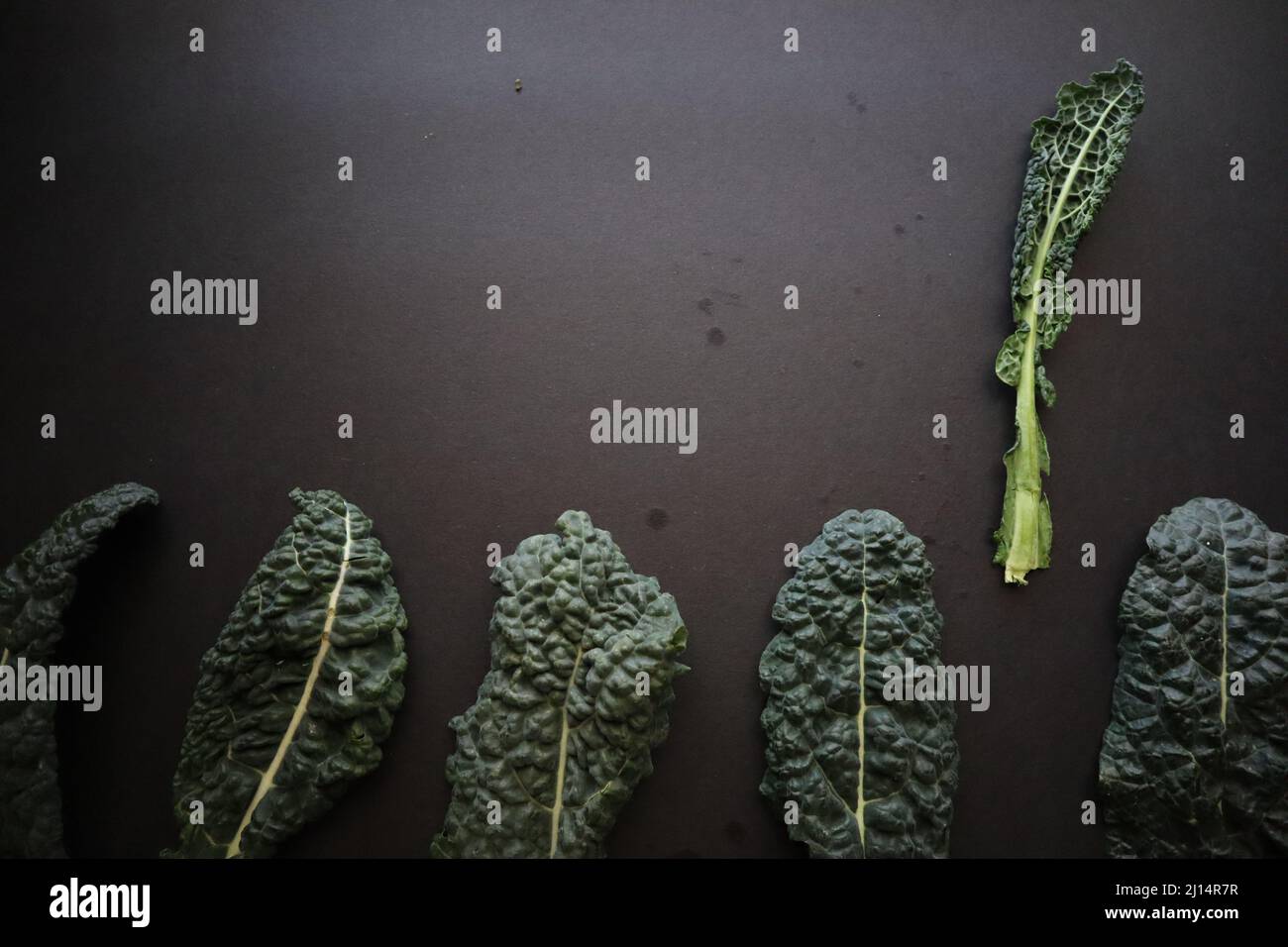 Kale on Black Background Stock Photo