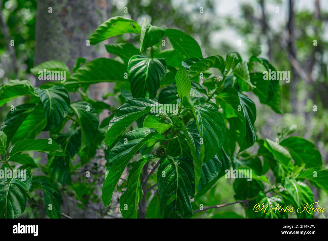 The photo shows a noni fruit hanging from a tree. The morinda tree is exotic and native to the tropics. Photo quality HD. Glossy dark green leaves and Stock Photo