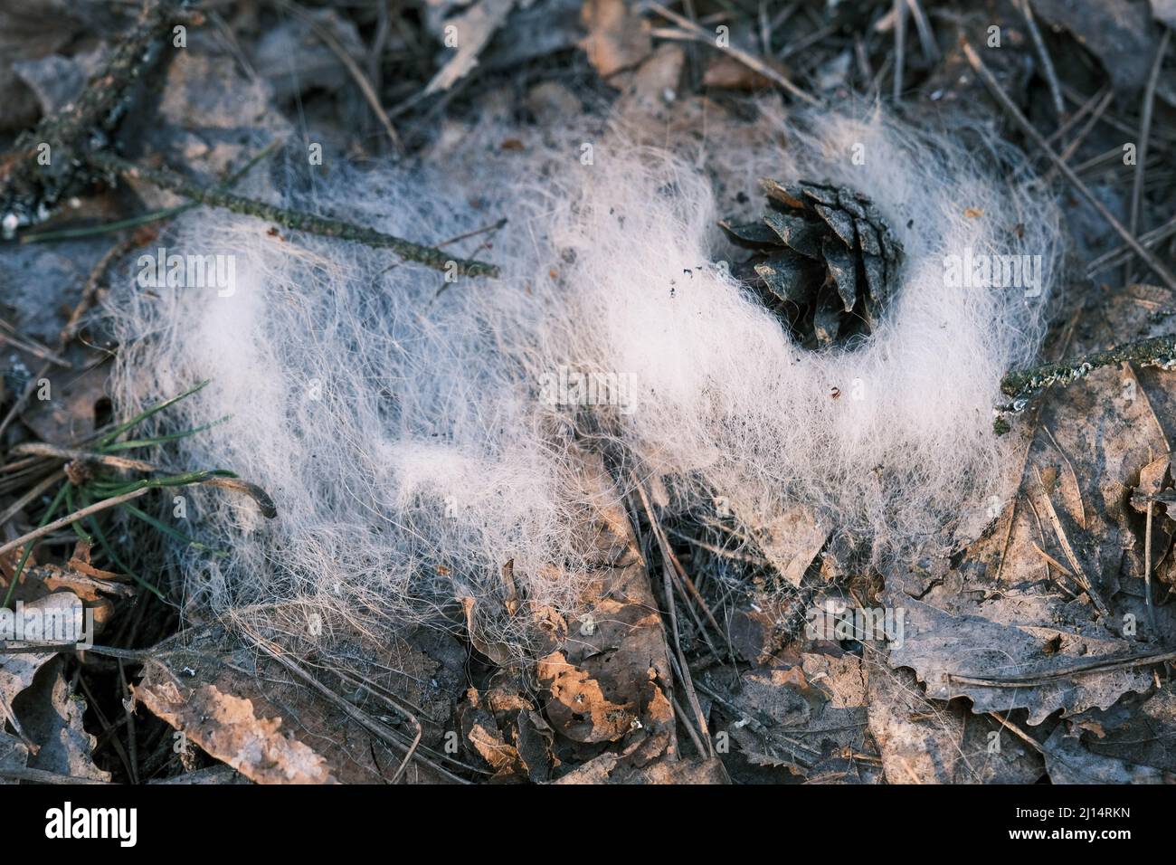 forest animal fluff. torn eaten animal in the forest. Stock Photo