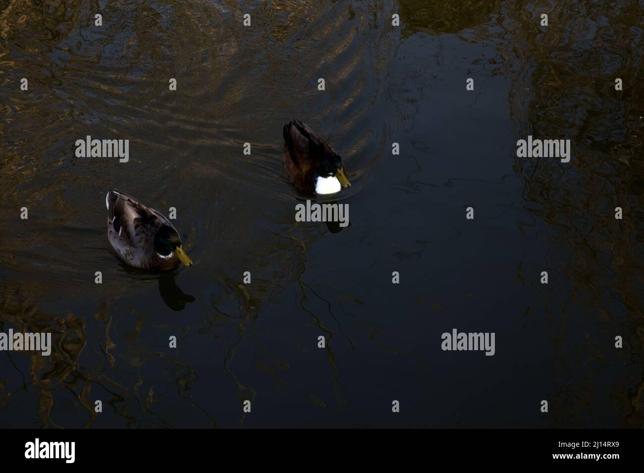 Mallards floating on a lake Stock Photo