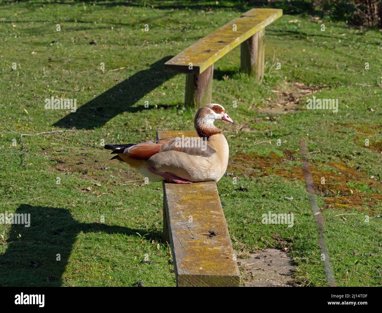 Egyptain Goose Alopochen aegyptiacus sitting on park bench Stock Photo