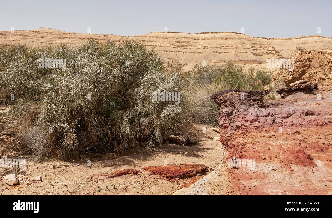 nahal wadi Hatira in the Yeruham Large Crater in Israel showing a variety of colorful soils and rocks next to blooming white broom rotem bushes with t Stock Photo
