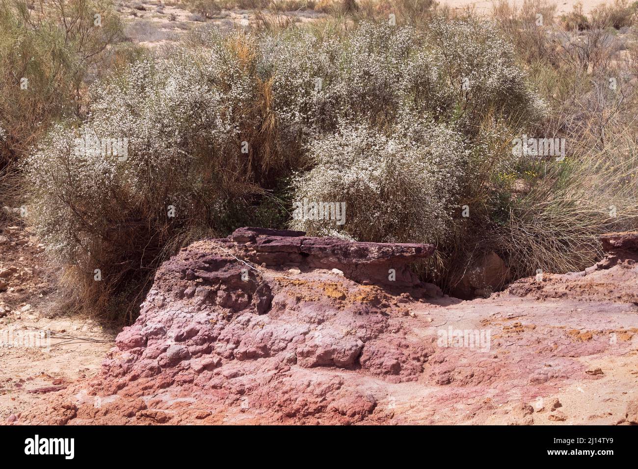 white broom Retama raetam in full bloom behind a colorful stone outcrop in the Yeruham Large Makhtesh erosion crater in the Negev in Israel Stock Photo