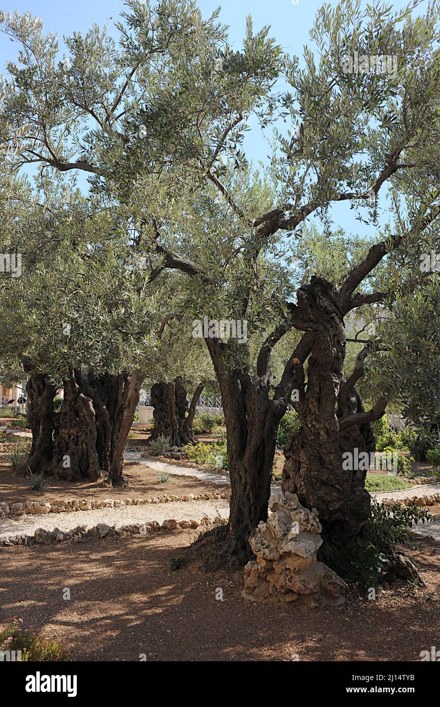 Old olive trees in the Garden of Gethsemane in Jerusalem Stock Photo - Alamy