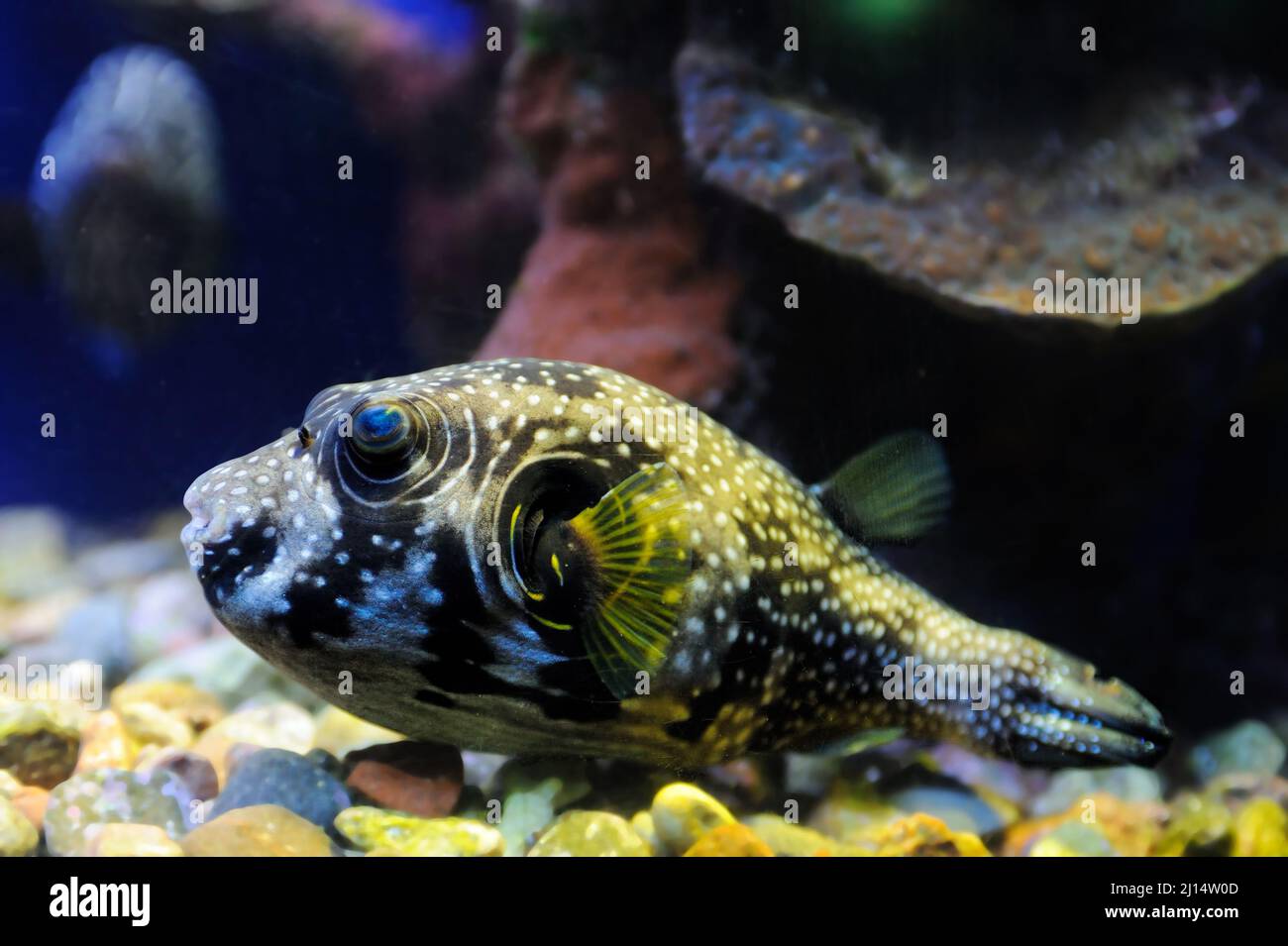 Arothron hispidus (white-spotted puffer) in the Red Sea. Stock Photo