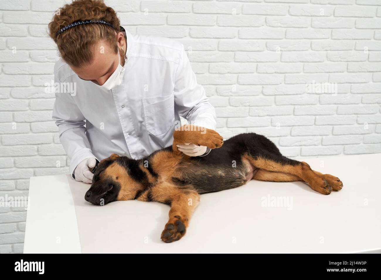 Front view of vet treating German Shepherd in vet clinic. Doctor in white lab coat holding dog paw, examining patient, dog lying on side with closed e Stock Photo