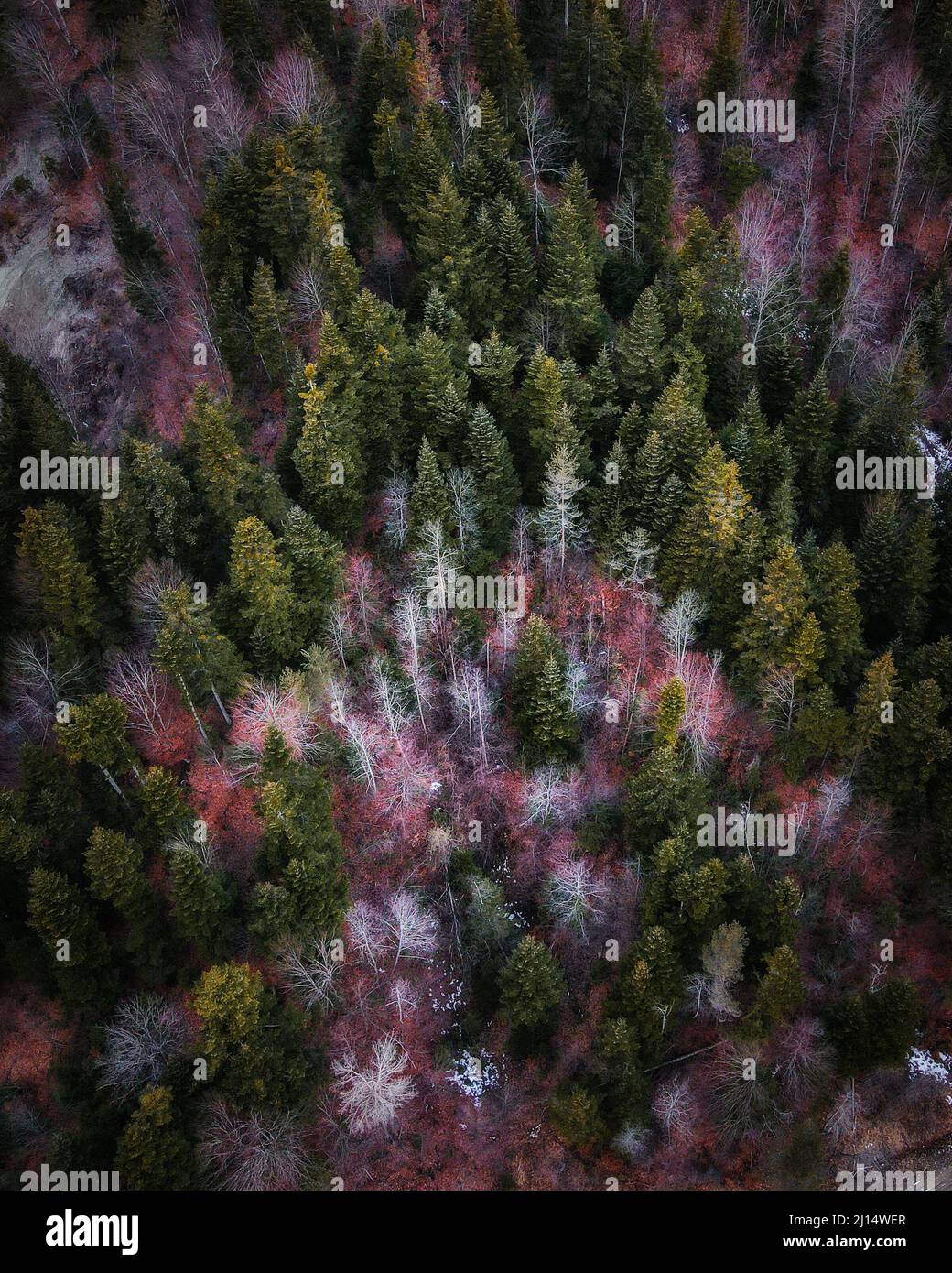 Aerial view of a forest with coniferous trees Stock Photo - Alamy