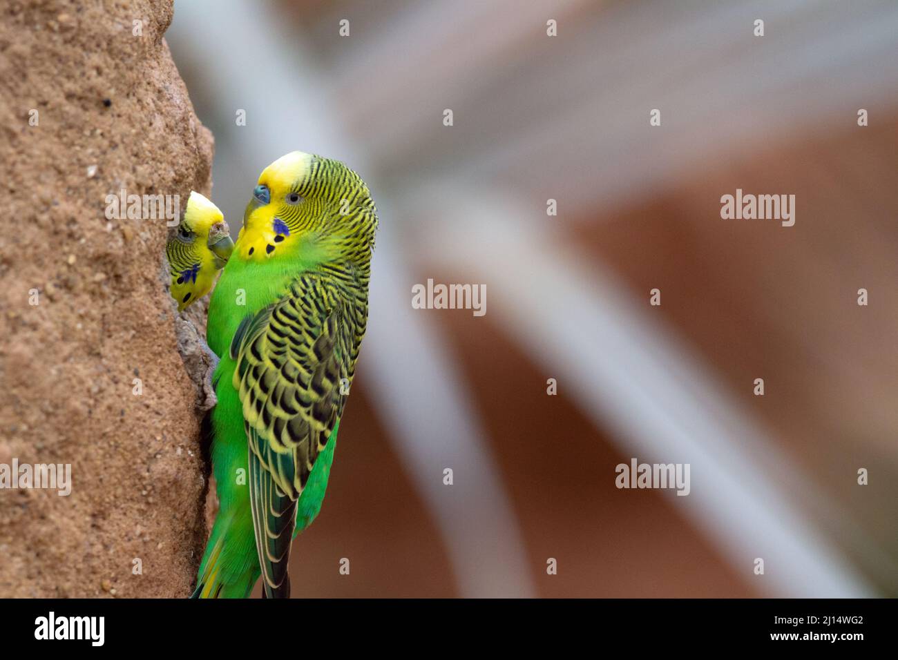 a pair of green and yellow Budgerigar (Melopsittacus undulatus) looking at each other nesting in a rock isolated on a natural background Stock Photo