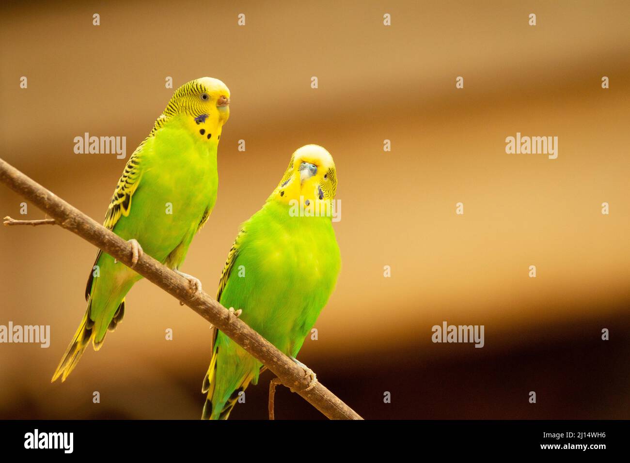 a pair of green and yellow Budgerigar (Melopsittacus undulatus) perched next to each other and isolated on a natural pale yellow background Stock Photo