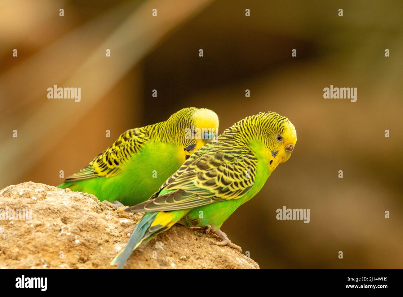 a pair of green and yellow Budgerigar (Melopsittacus undulatus) perched on a rock next to each other and isolated on a natural pale yellow background Stock Photo