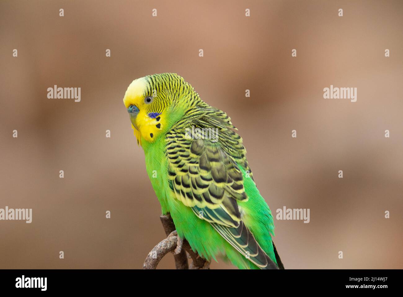 a single green and yellow Budgerigar (Melopsittacus undulatus) perched on a branch with a sand brown coloured background Stock Photo
