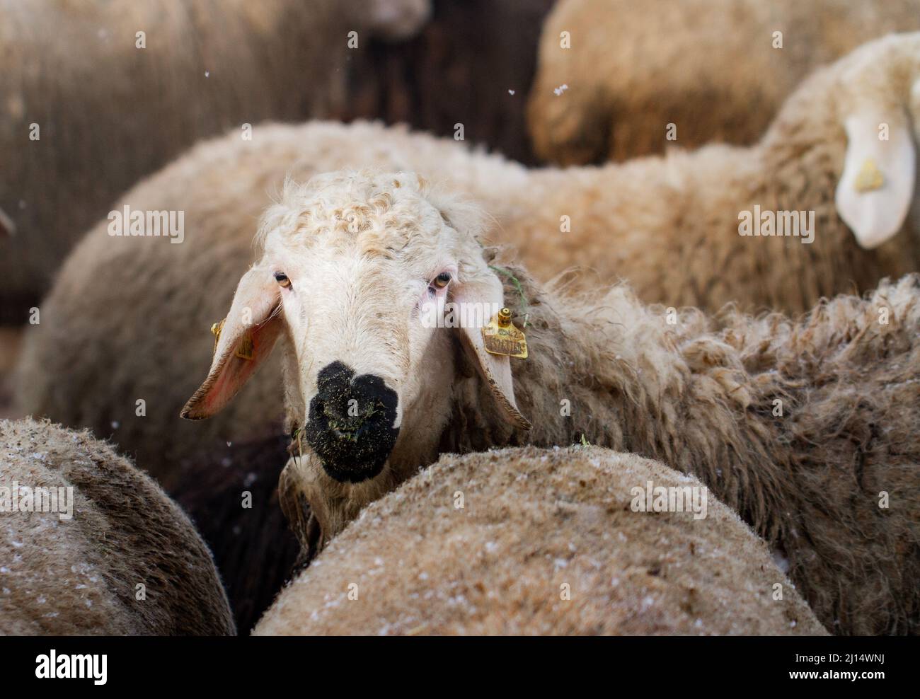 Sheep portrait.  Close up sheep photo. Stock Photo