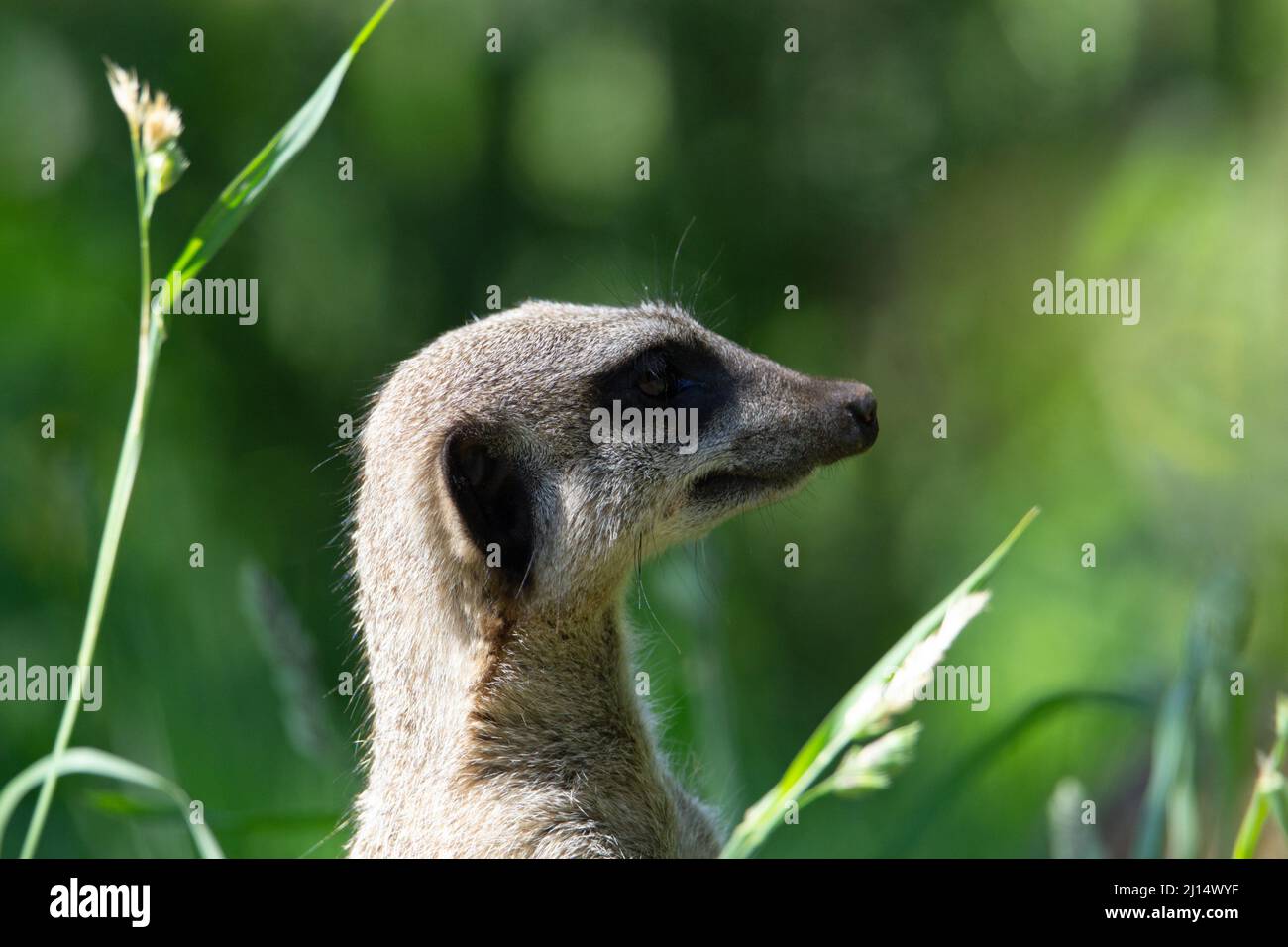 close up o the head and shoulders of a Slender tailed meerkat (Suricata suricatta) with a natural green grass background Stock Photo
