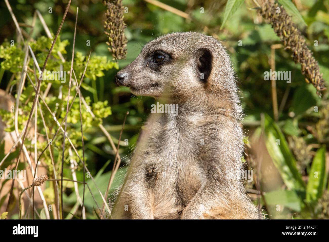 head and shoulders of an alert Slender tailed meerkat (Suricata suricatta)  isolated on a natural green background with rocks Stock Photo