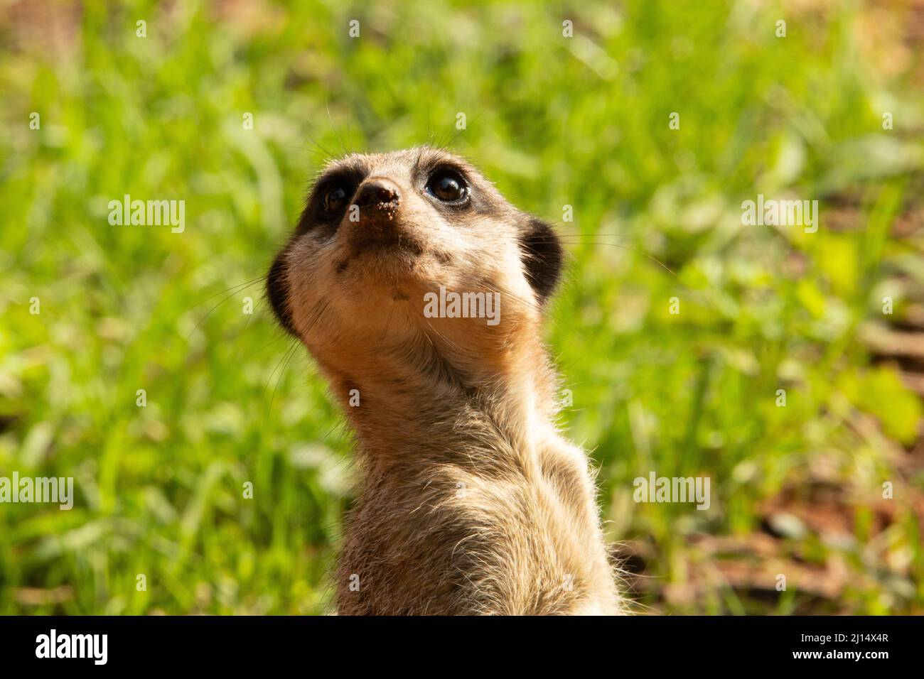 Slender tailed meerkat (Suricata suricatta) head of a single slender tailed meerkat with a natural green background Stock Photo