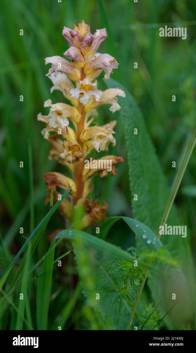 Yellow broomrape in the early morning in the wet grass Stock Photo