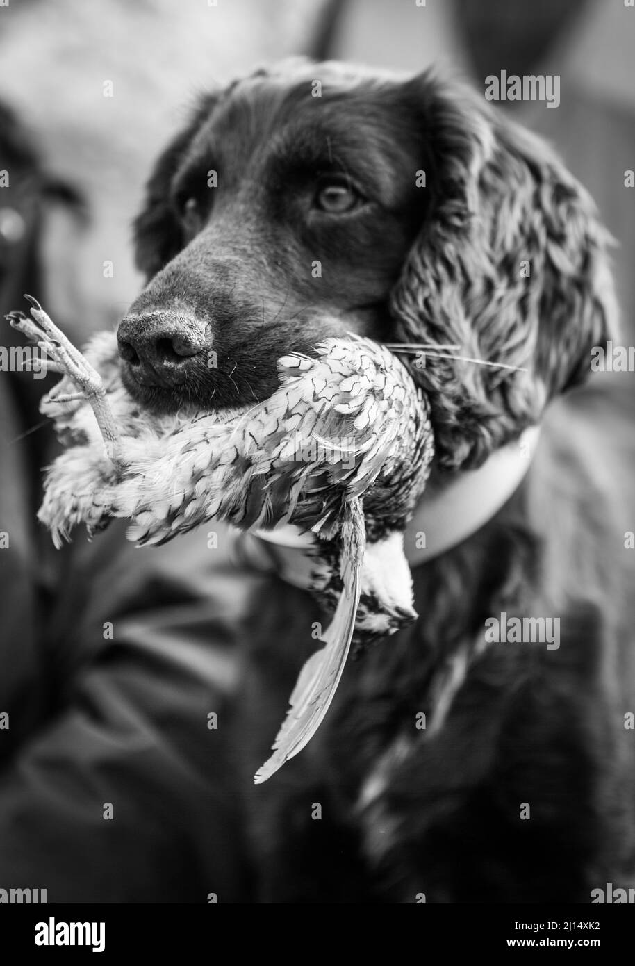 Grayscale shot of a spaniel dog with a bird on his mouth Stock Photo