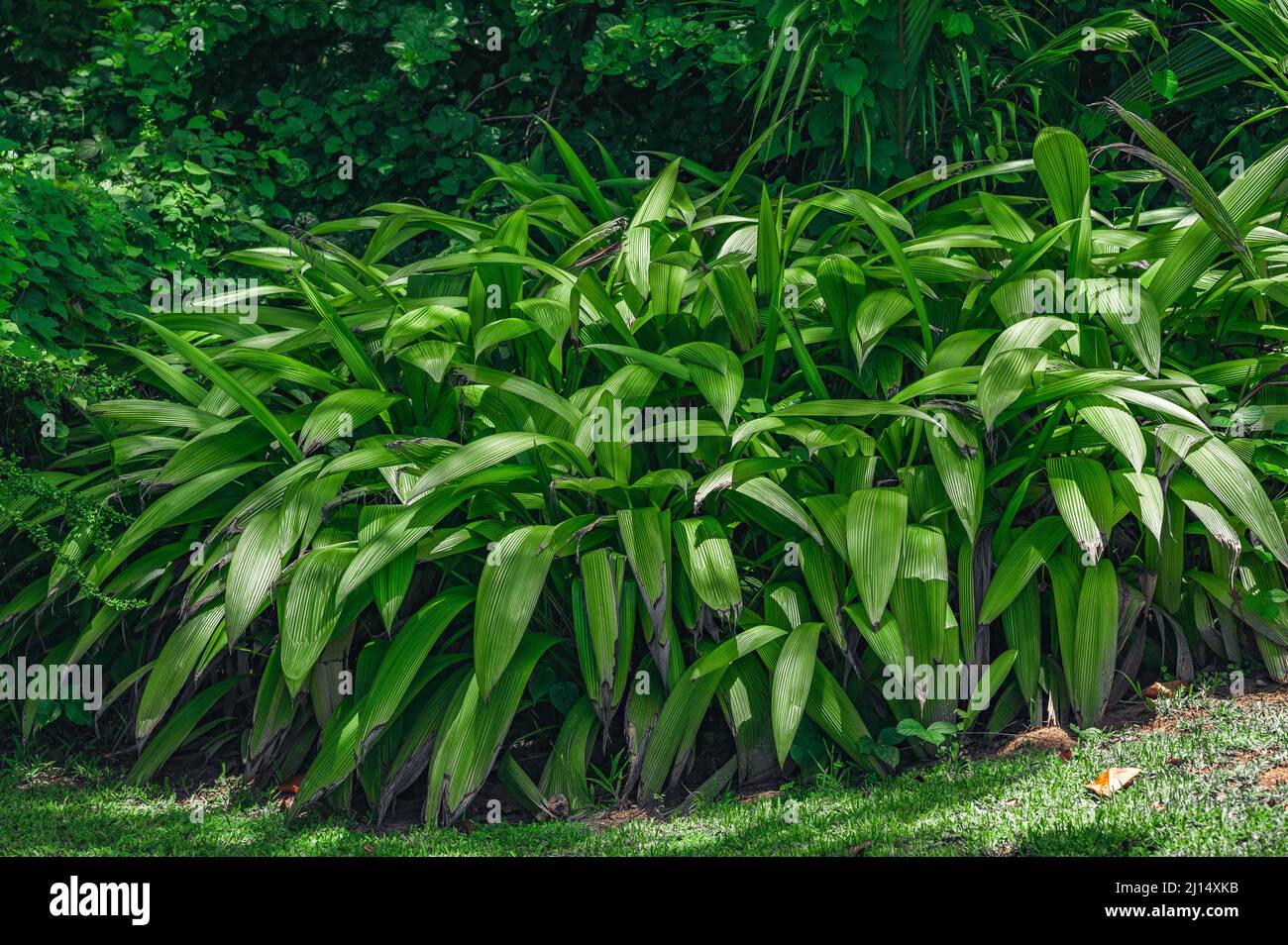 The photo shows several leaves of a tropical shrub growing on the beach. The collection of green leaves reflects the depth of knowledge of the flora a Stock Photo
