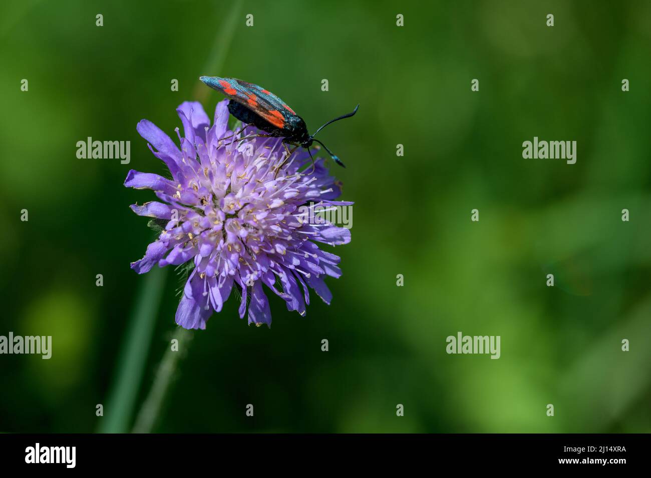 Close-up of insect on a Wood Scabious (Knautia dipsacifolia) Stock Photo