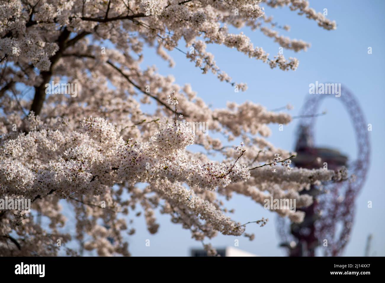 © Jeff Moore Weather Spring weather Cherry blossoms in full bloom
