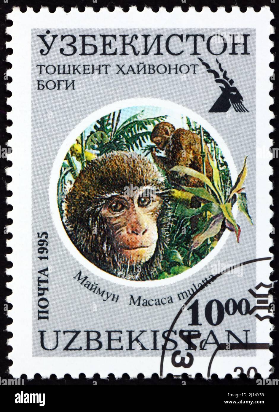 UZBEKISTAN - CIRCA 1995: a stamp printed in Uzbekistan shows rhesus monkey, macaca mulatta, is a species of Old World monkey, circa 1995 Stock Photo