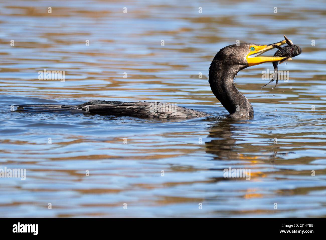 A double-crested cormorant (Nannopterum auritum) catches an amazon sailfin catfish (Pterygoplichthys pardalis) in the Sepulveda Basin Wildlife area Stock Photo
