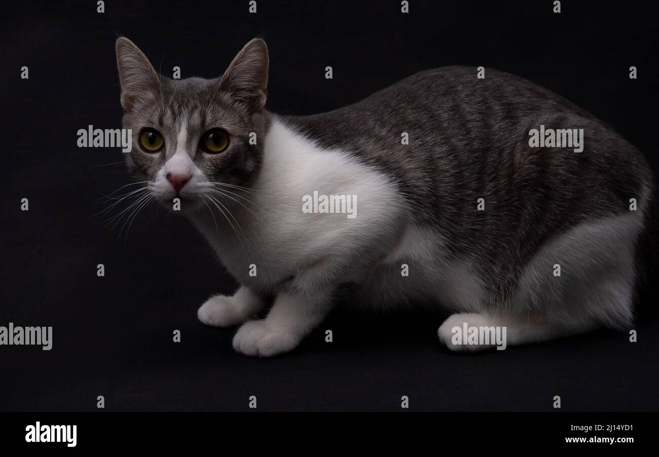 A grey tabby with white kitten (teen / six months old) poses on a dark background and looks at the camera Stock Photo