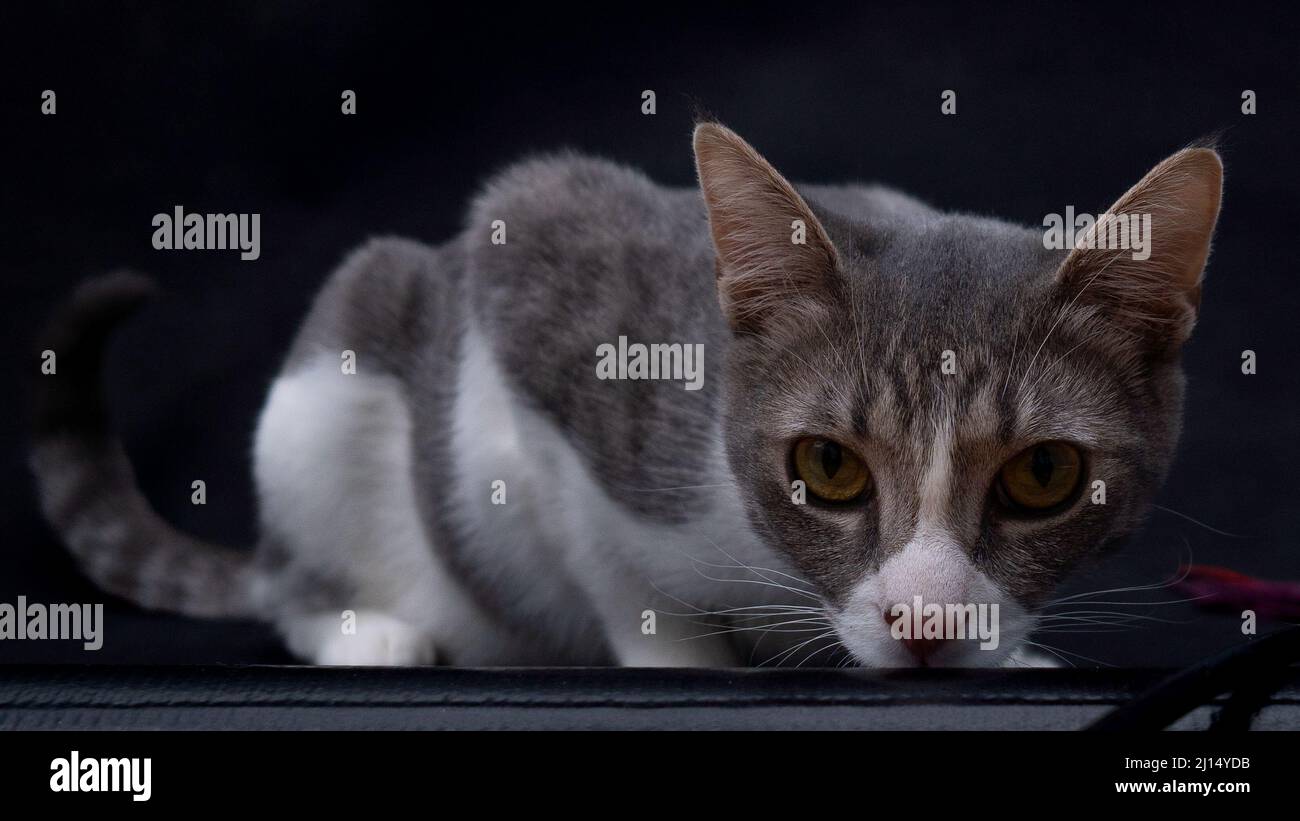 A grey tabby with white kitten (teen / six months old) poses on a dark background and looks at the camera Stock Photo
