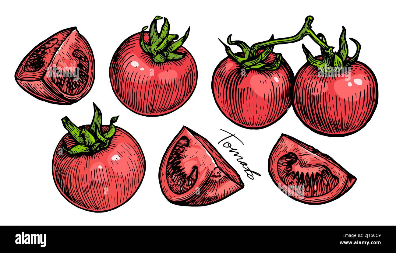Red whole tomato and slice. Farm vegetables organic. Food vector ...