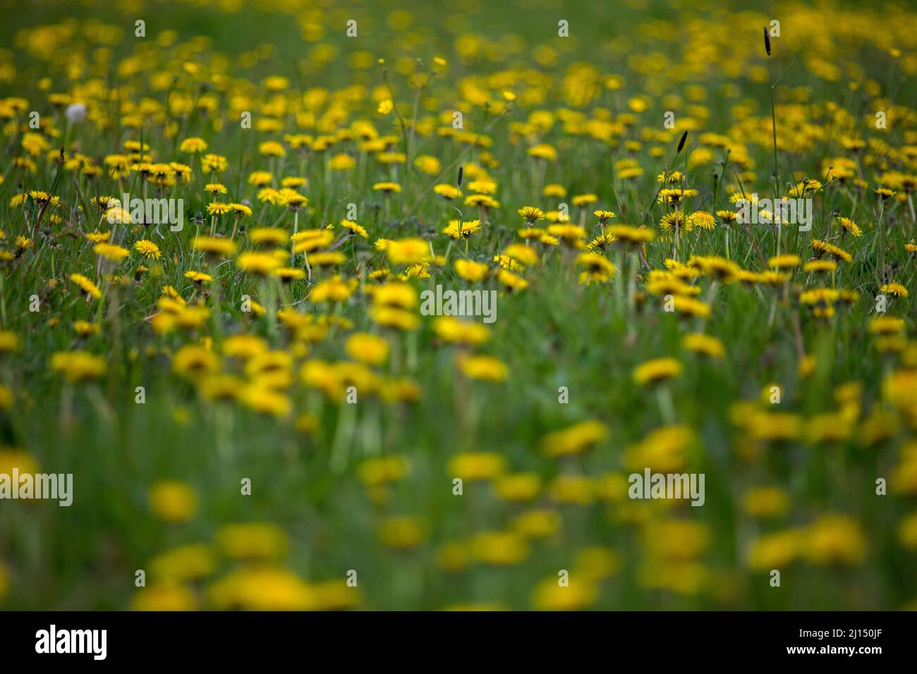 Taraxacum is a large genus of flowering plants in the family Asteraceae, which consists of species commonly known as dandelions. The scientific and hobby study of the genus is known as taraxacology. The genus is native to Eurasia and North America, but the two most commonplace species worldwide, T. officinale (the common dandelion) and T. erythrospermum (the red-seeded dandelion), were introduced into North America from Europe and now propagate as wildflowers. Both species are edible in their entirety. The common name dandelion (from French dent-de-lion, meaning 'lion's tooth') is also given t Stock Photo