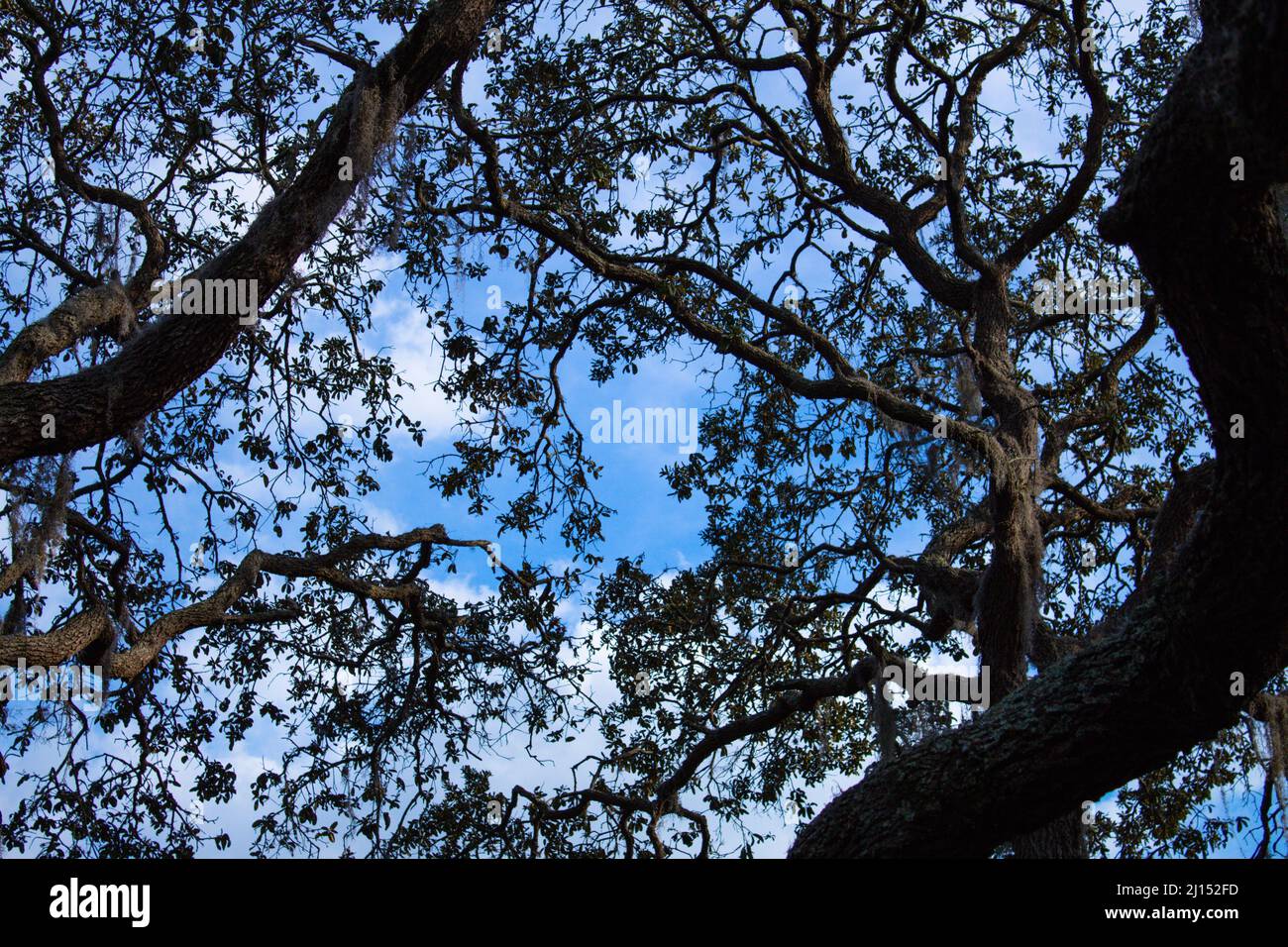 Closeup of tree branches in a forest on a sunny day Stock Photo - Alamy