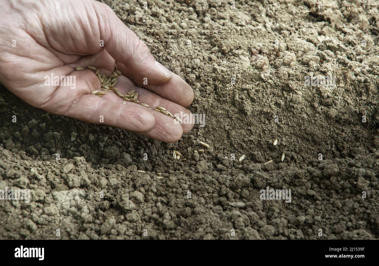 Closeup of male hand planting seeds Stock Photo