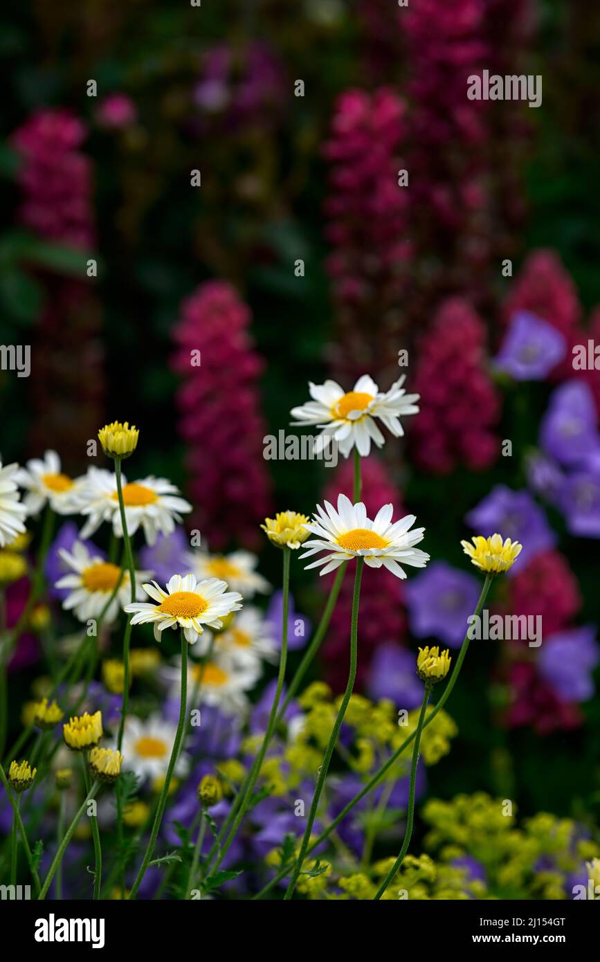 Anthemis tinctoria sauce hollandaise flowers hires stock photography