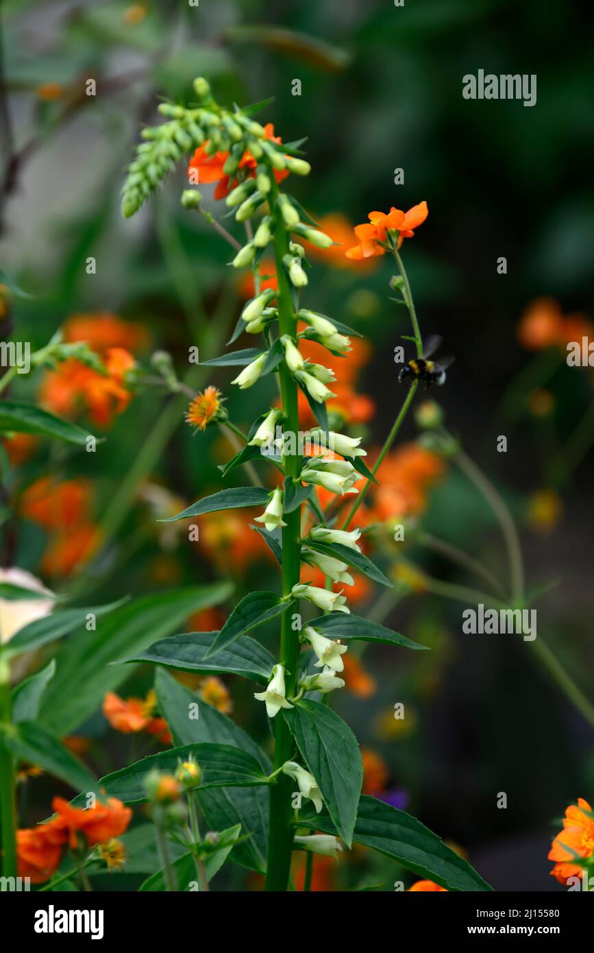 Digitalis lutea,Straw Foxglove,Small Yellow Flowers,geum totally ...