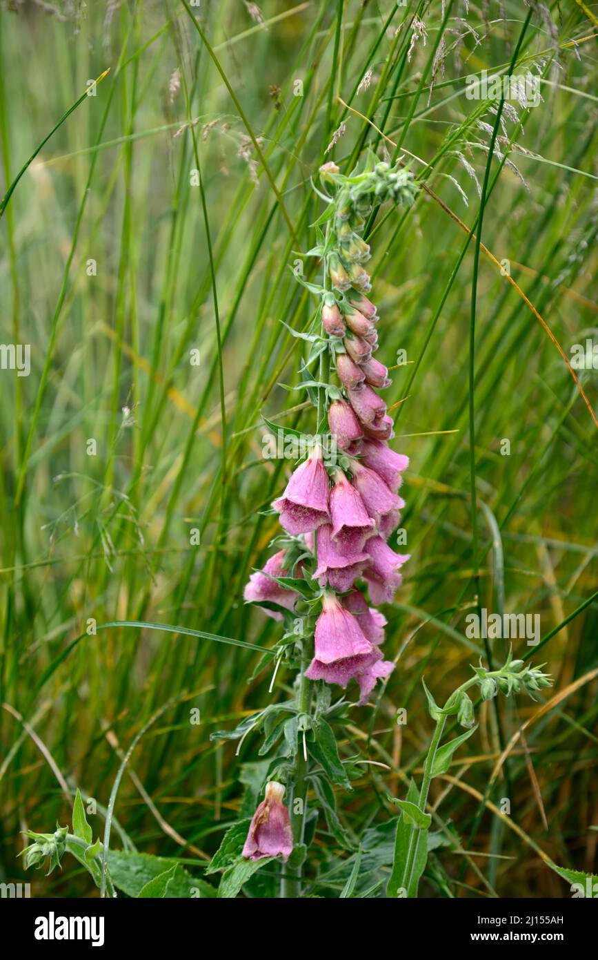 Digitalis × mertonensis Summer King,strawberry foxglove Summer King