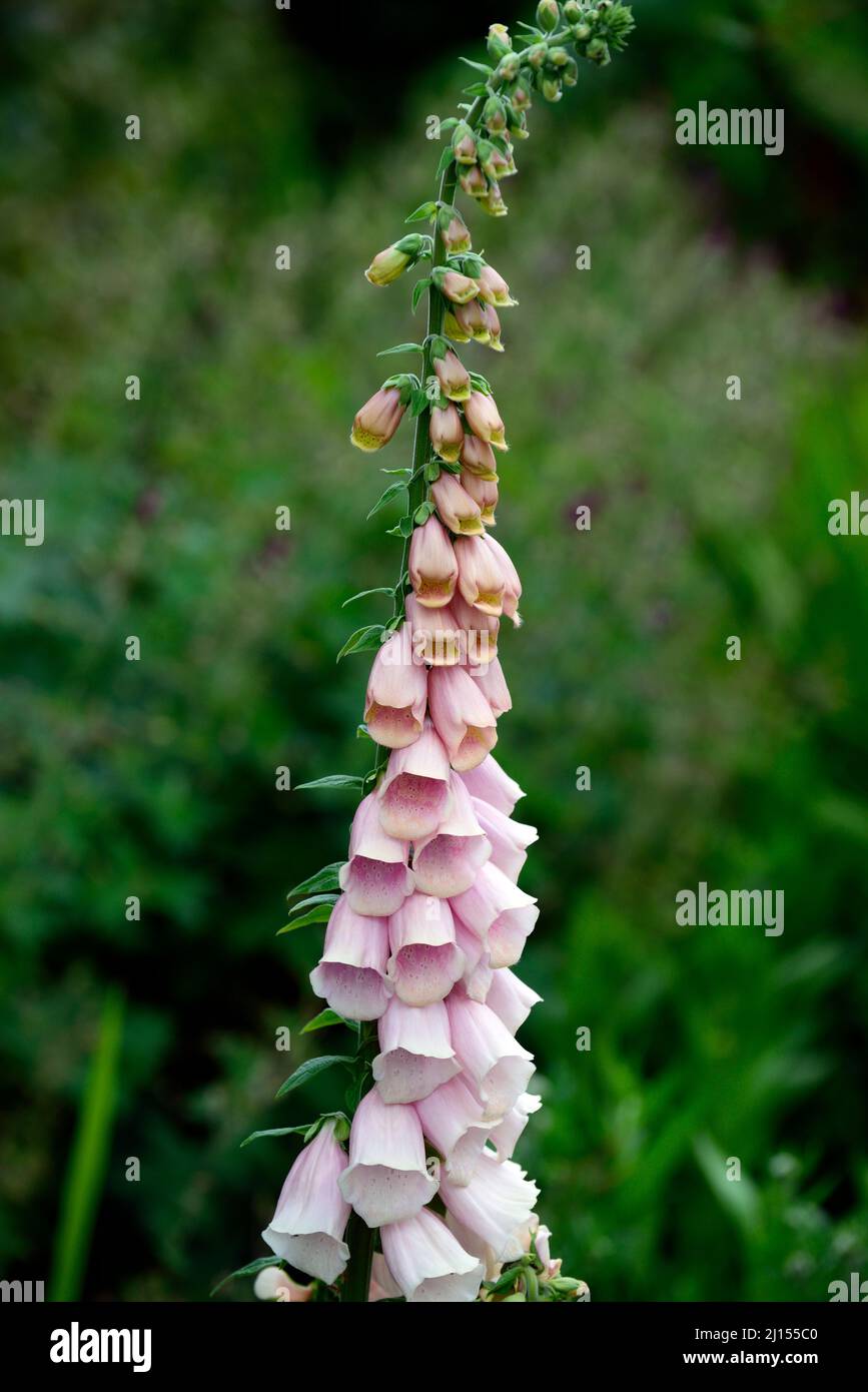 Digitalis × mertonensis,strawberry foxglove,Digitalis × mertonensis