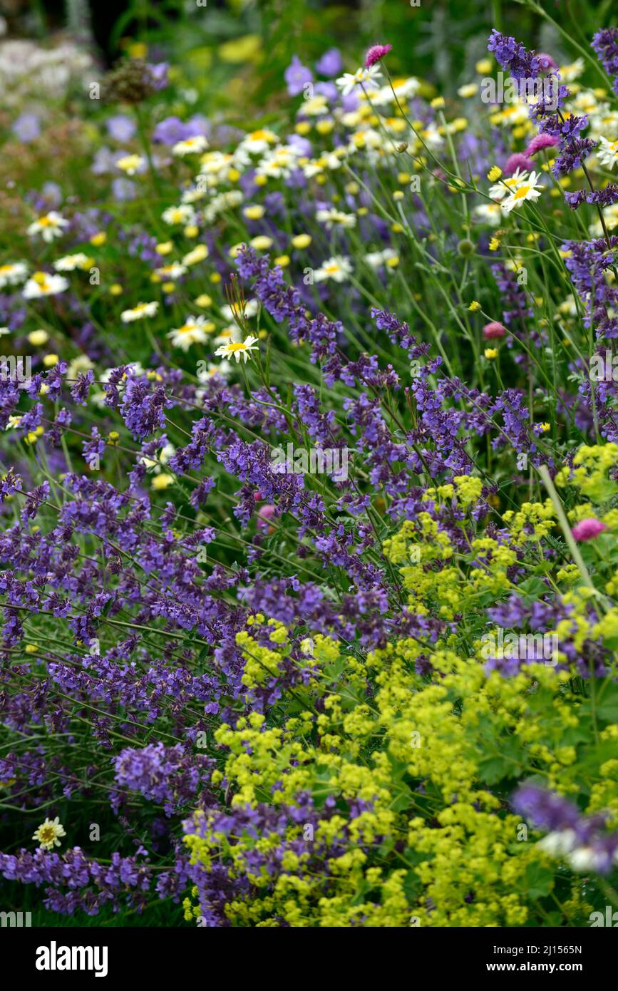 nepeta six hills giant,alchemilla mollis,lilac and lime green flowers,mixed perennials,mixed bed,mixed border,garden,gardens,nepeta and alchemilla,RM Stock Photo