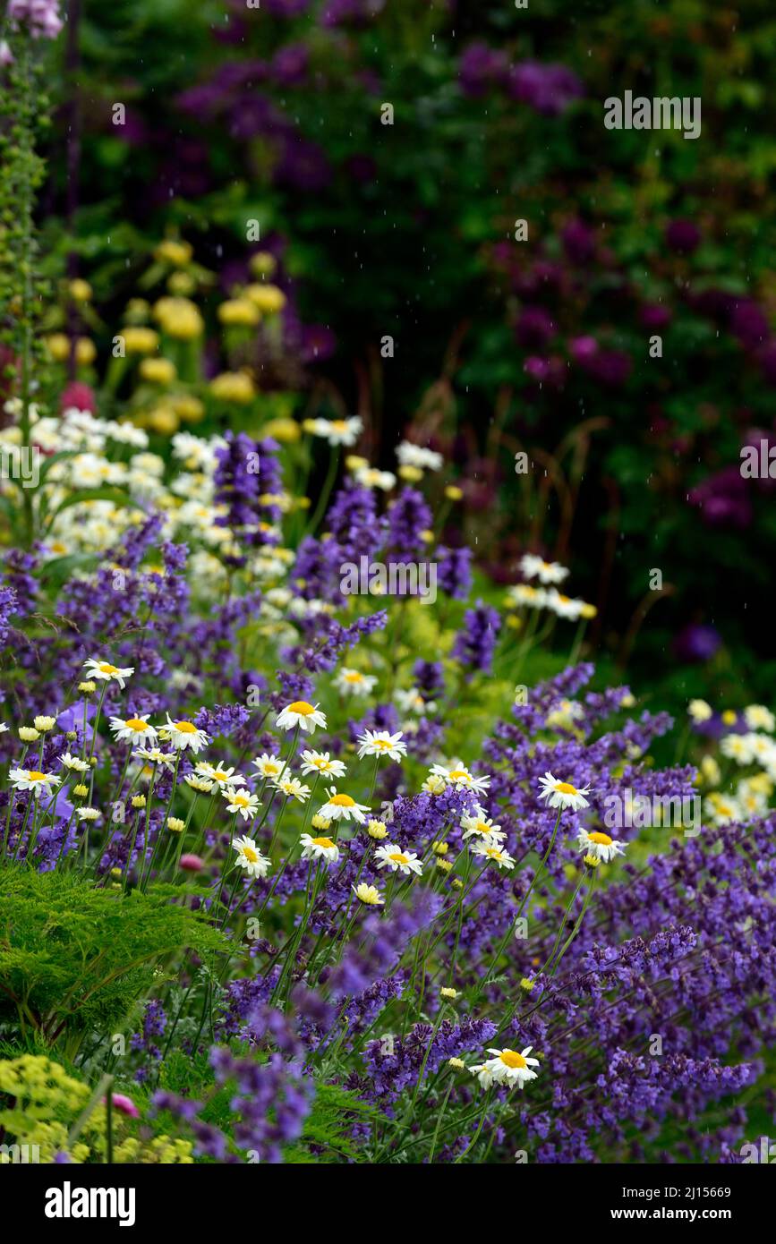 Nepeta six hills giant,Anthemis tinctoria Sauce Hollandaise,lilac and