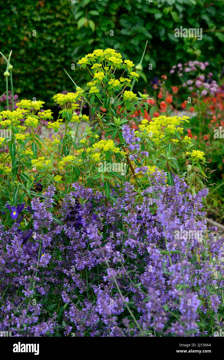 Nepeta six hills giant,Catnip,Catmint,violet,blue,flower,euphorbia,spurge,spurges,lime green and blue flowers,mixed planting combination,garden design Stock Photo