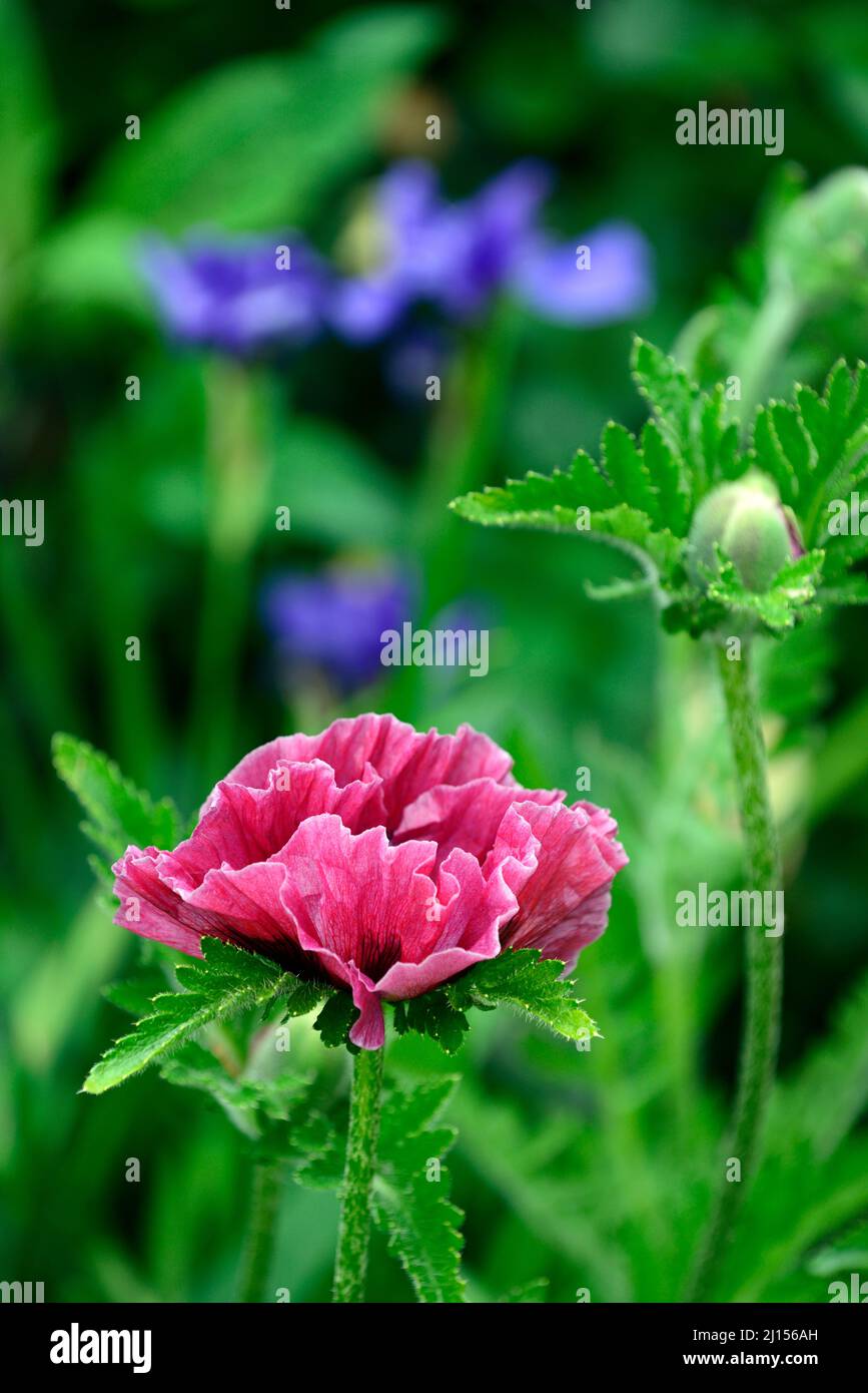 Papaver somniferum pink hi-res stock photography and images - Alamy