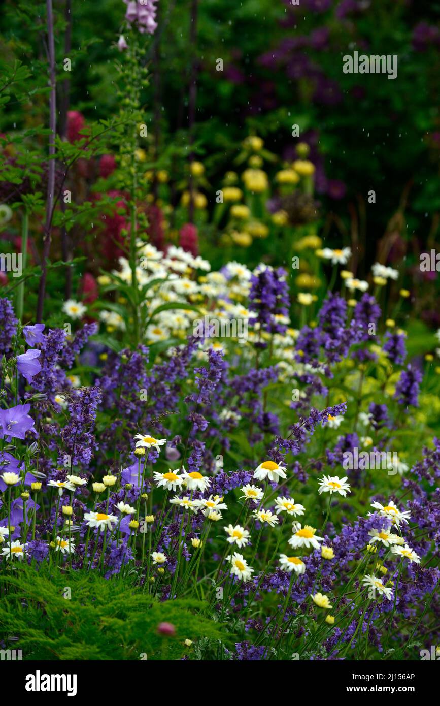 Nepeta six hills giant,Anthemis tinctoria Sauce Hollandaise,lilac and