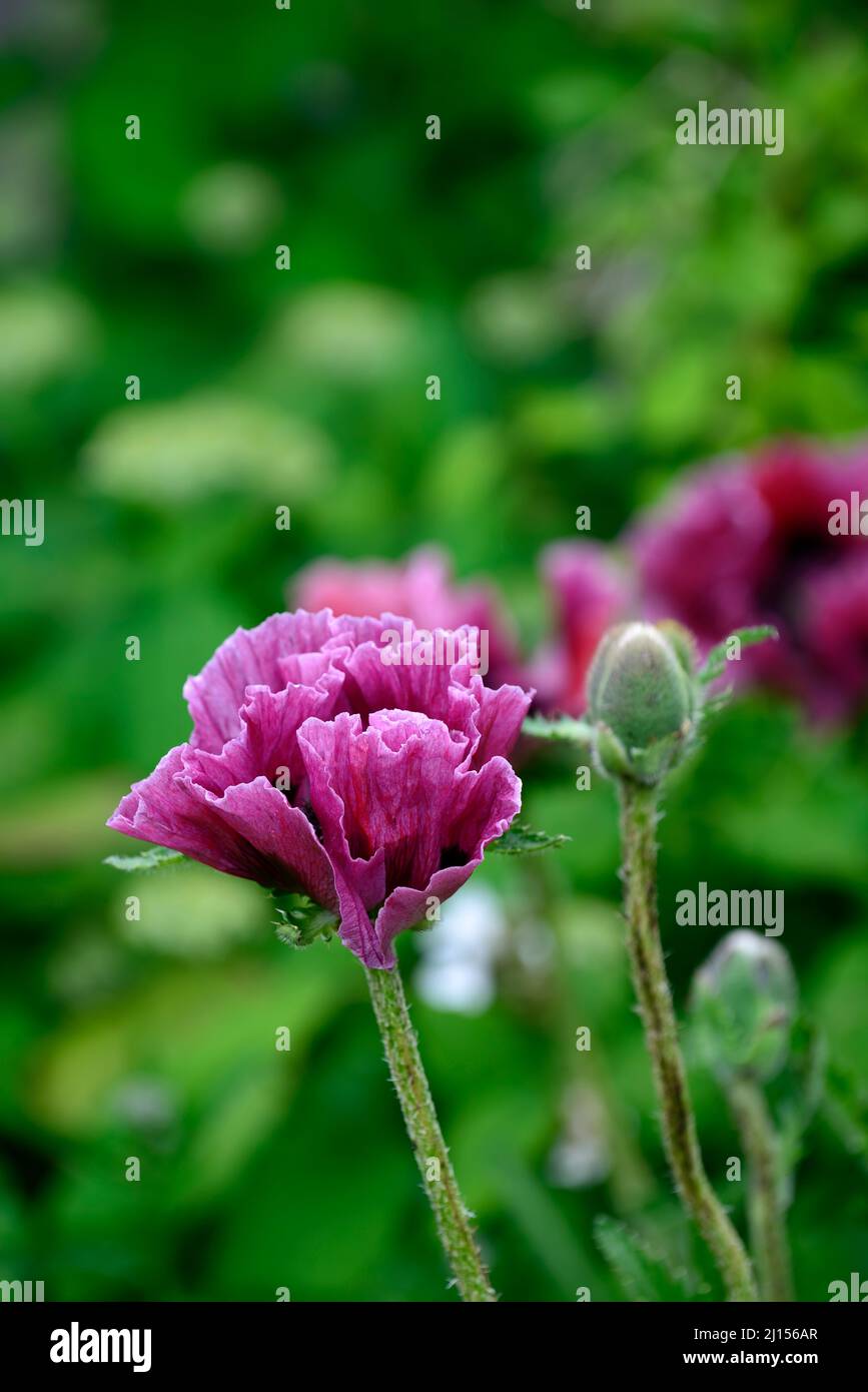 Pink opium hi-res stock photography and images - Alamy