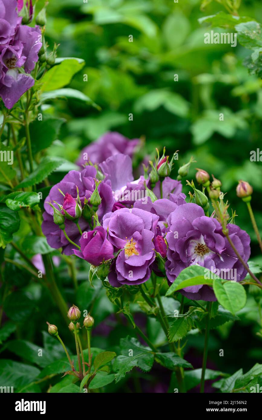 Rosa Rhapsody rosa rhapsody in blue,frantasia,rose, purple, flower, flowers, bloom ...