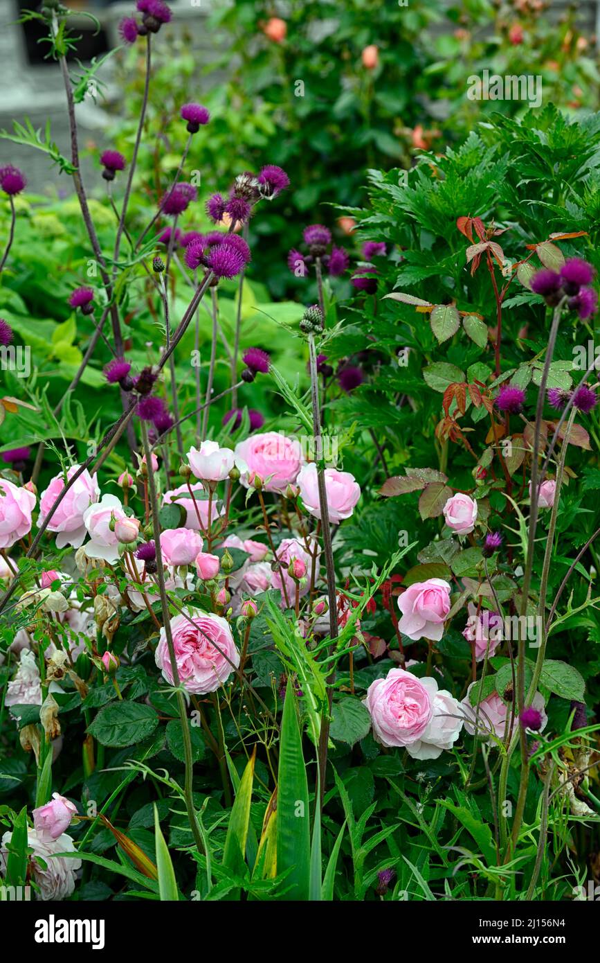 Rosa Scepter'd Isle,Rose Scepter'd Isle,Cirsium rivulare atropurpureum,Brook thistle,ornamental thistle,pink and crimson flowers,mixed border,mixed pl Stock Photo