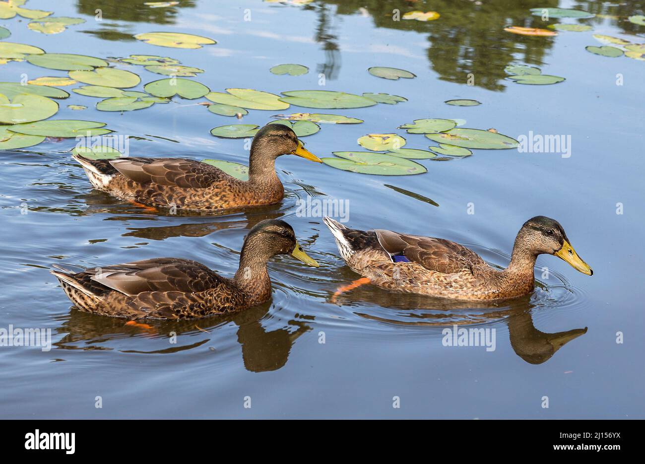 A trio of female mallards paddling across a pond invoking a sense of calmness and oneness with nature. Stock Photo