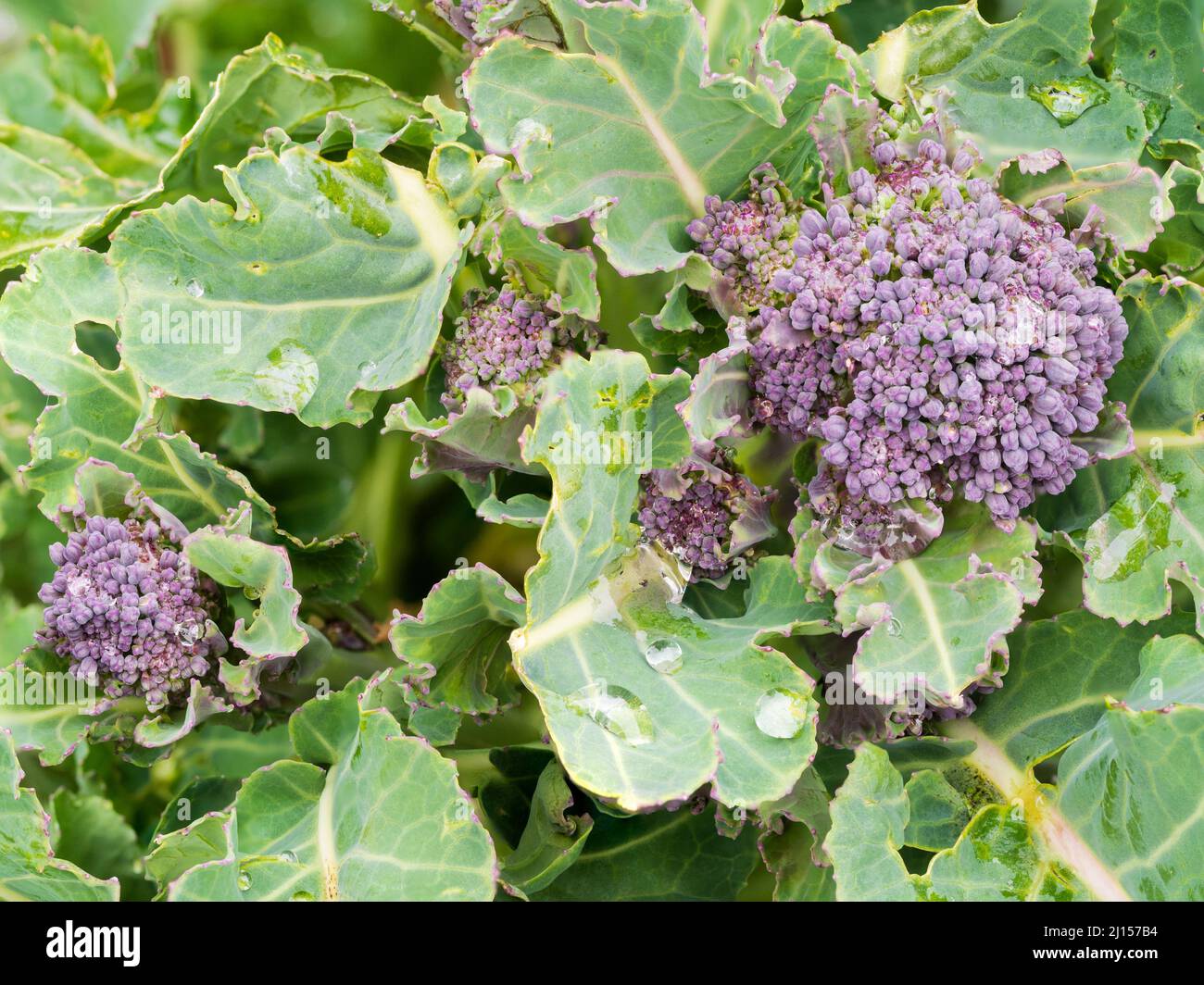 Edible buds and stems of the cold hardy early spring vegetable, Purple sprouting broccoli, Brassica oleracea var. italica Stock Photo