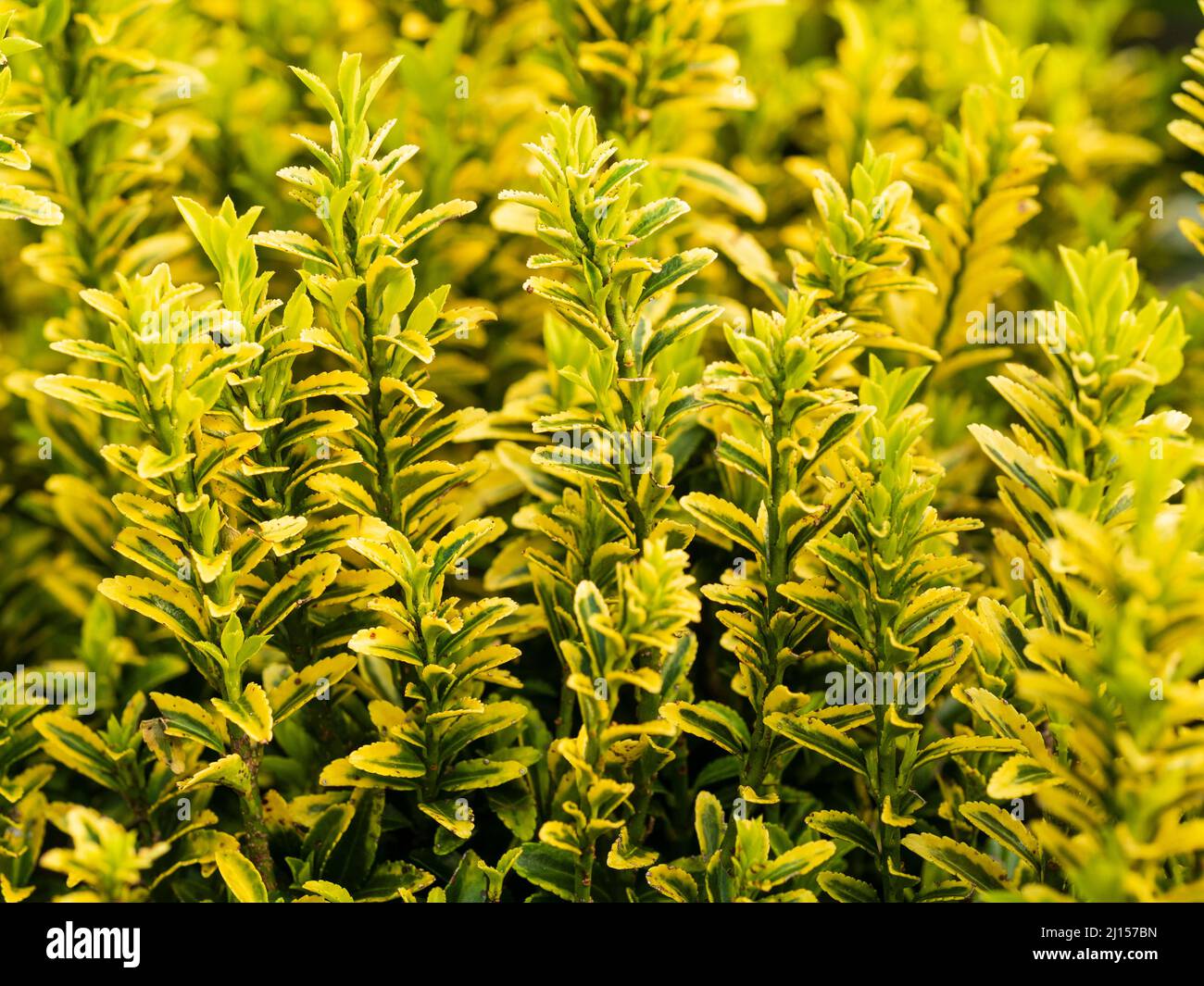 Vertical stems and yellow variegated evergreen leaves of the compact hardy shrub, Eunymus japonicus 'Microphyllus Pulchellus' Stock Photo