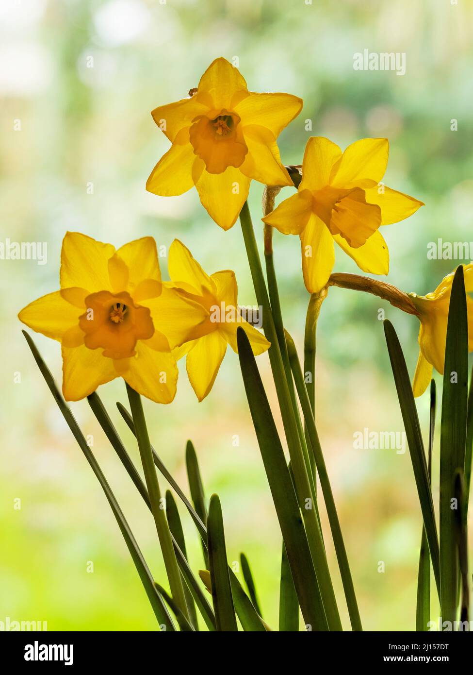 Fragrant yellow trumpets of the early flowering jonquil type daffodil, Narcissus 'Sweetness' Stock Photo